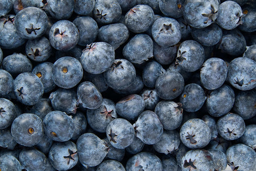 Benefits of Blueberries for Pets