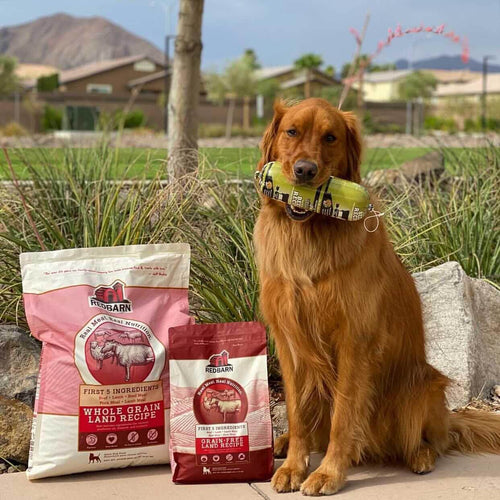 Can Dogs Eat Brown Rice? A Simple Guide for Pet Parents