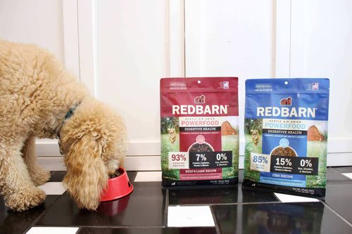 Choosing the Right Dog Food for Sensitive Stomach