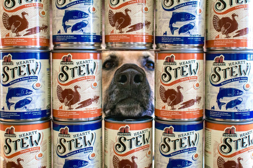 Can Dogs Eat Squash? Safety & Benefits Explained