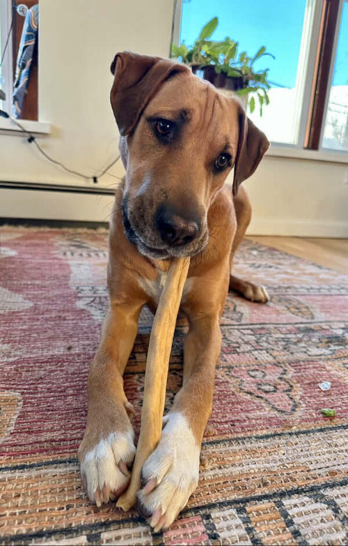 Can Dogs Eat Sausage? Why It’s Not Safe and What to Give Instead