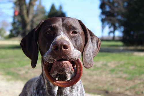 Can Dogs Eat Sugar? What Pet Parents Need to Know About Sweet Foods and Safer Treats
