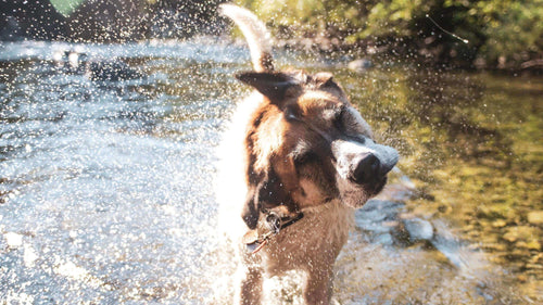 12 Summer Activities To Do With Your Dog