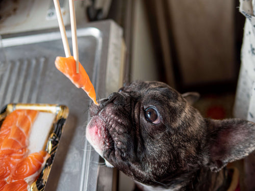 French bulldog eating salmon