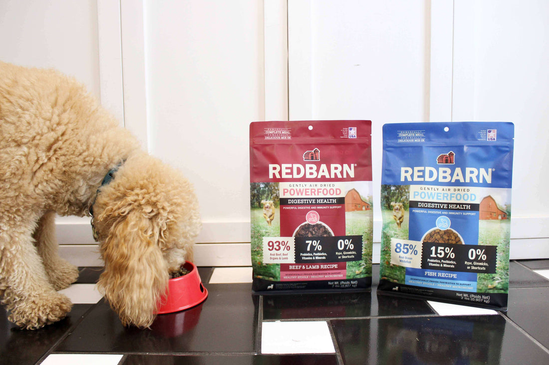 Become a Pro at Protein: Understanding Protein for Dogs