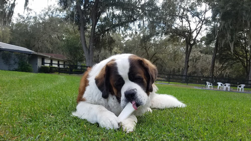 Dog on the grass chewing a redbarn filled bone chew treat
