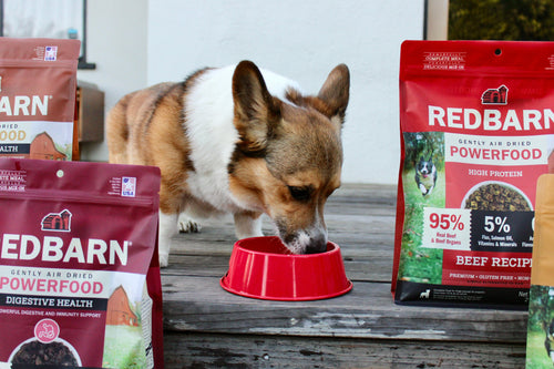 A Small Breed Dog Eating Redbarn Air Dried Food from a red bowl
