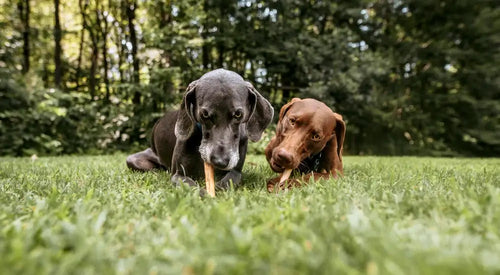 20 Foods Harmful to Dogs and What Pet Parents Should Never Share