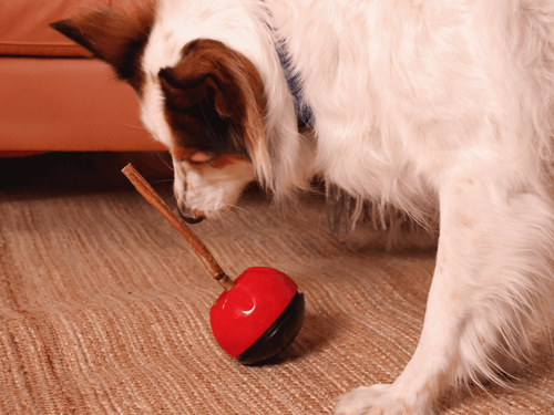 Can Dogs Eat Salt? What Pet Parents Need to Know About Sodium and Salt Poisoning