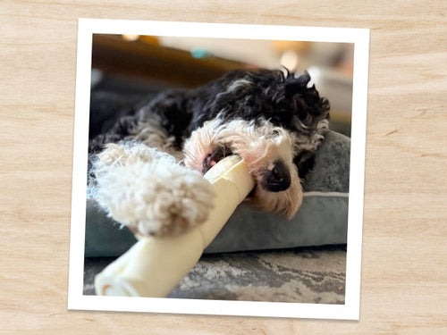 Is Beef Good for Dogs? What to Know Before You Feed It