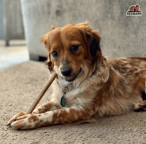 Are Antlers Safe for Dogs? Benefits, Risks, and How to Give Them Safely
