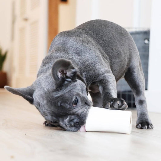 Why Dogs Like Bones: The Science Explained