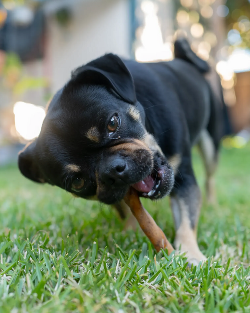 The Truth About Rawhide: What It Is and Safer Chews to Choose