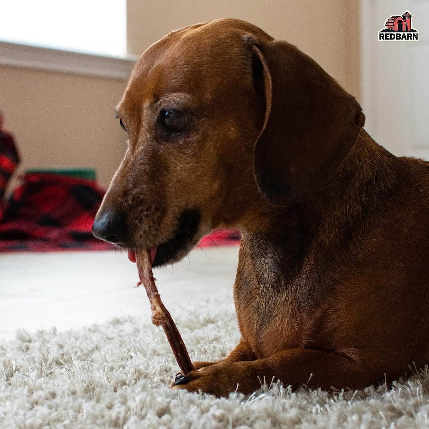 Brown dog chewing on a bully slim on a carpeted floor with a blurred background