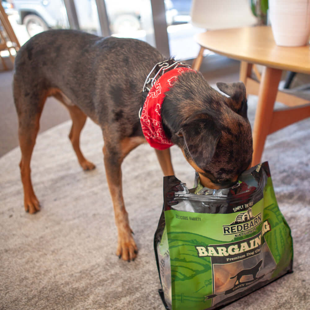 Dog sniffing a bag of Redbarn Bargain dog food on a carpeted floor.
