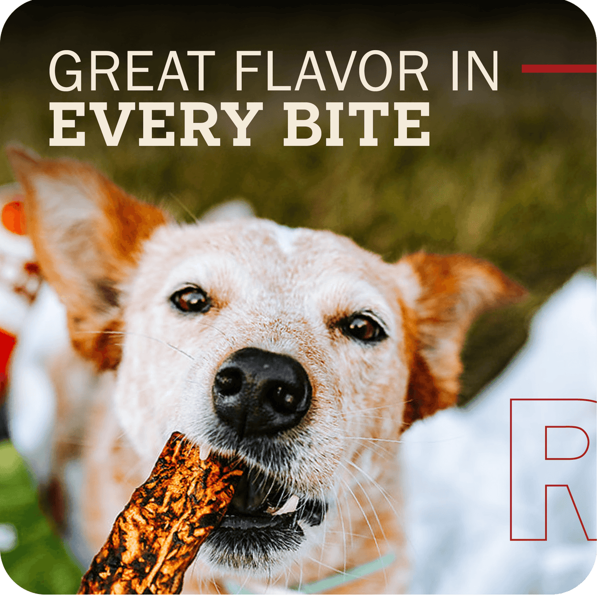 Dog holding a treat with text 'Great Flavor in Every Bite' and a blurred background