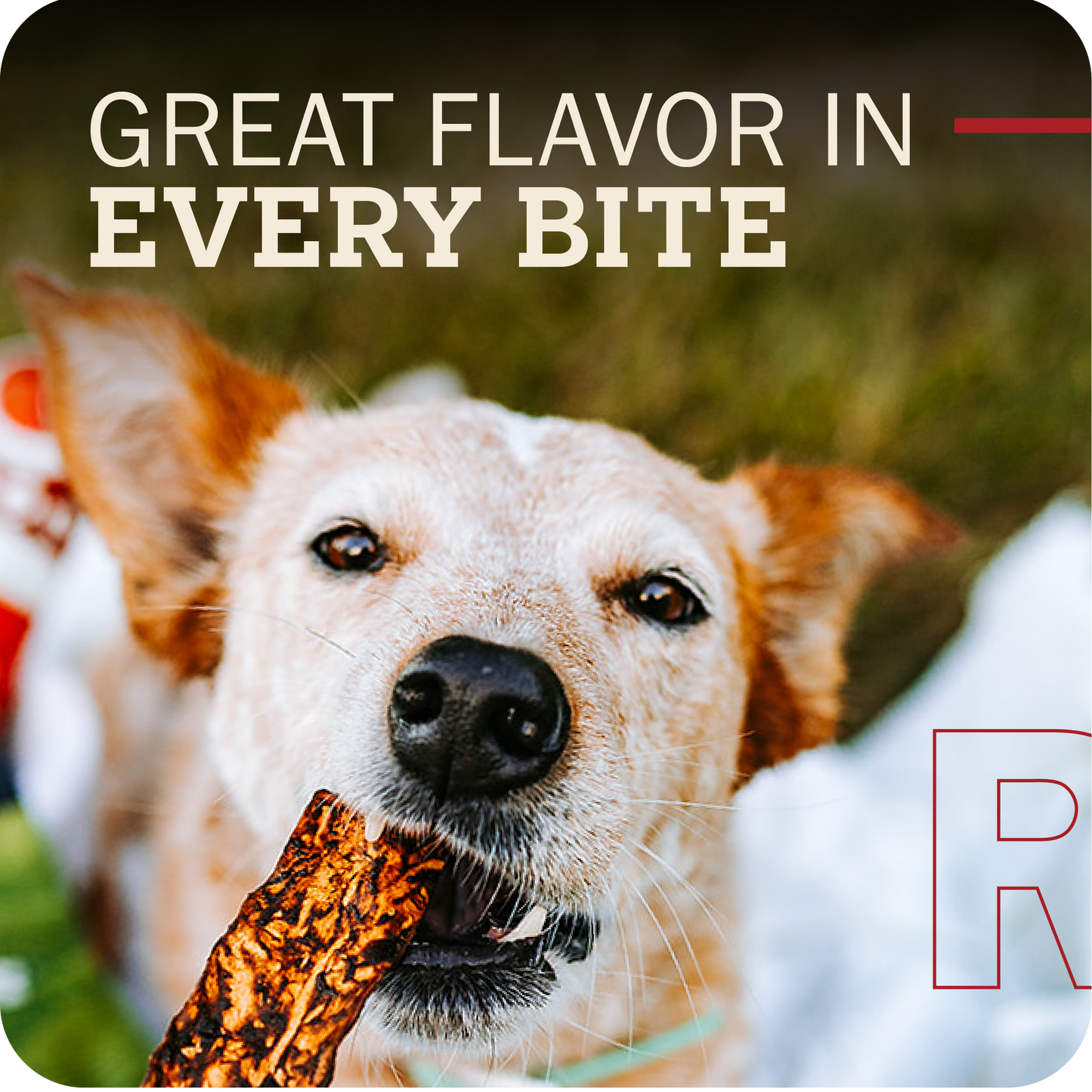 Dog holding a treat with text 'Great Flavor in Every Bite' and a blurred background
