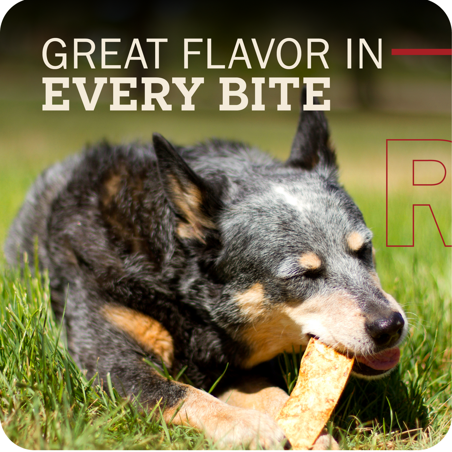 Dog chewing on a bully slice treat with text 'GREAT FLAVOR IN EVERY BITE' in the background.