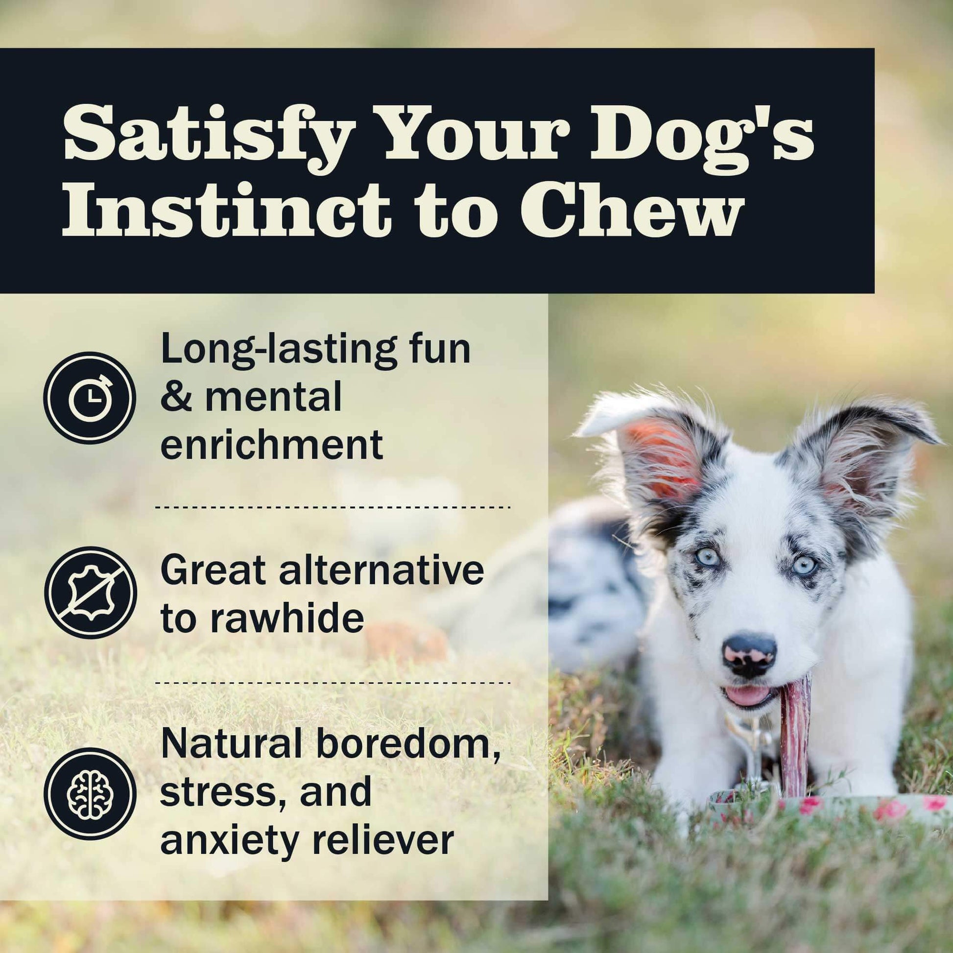 Satisfy your dog's instict to chew