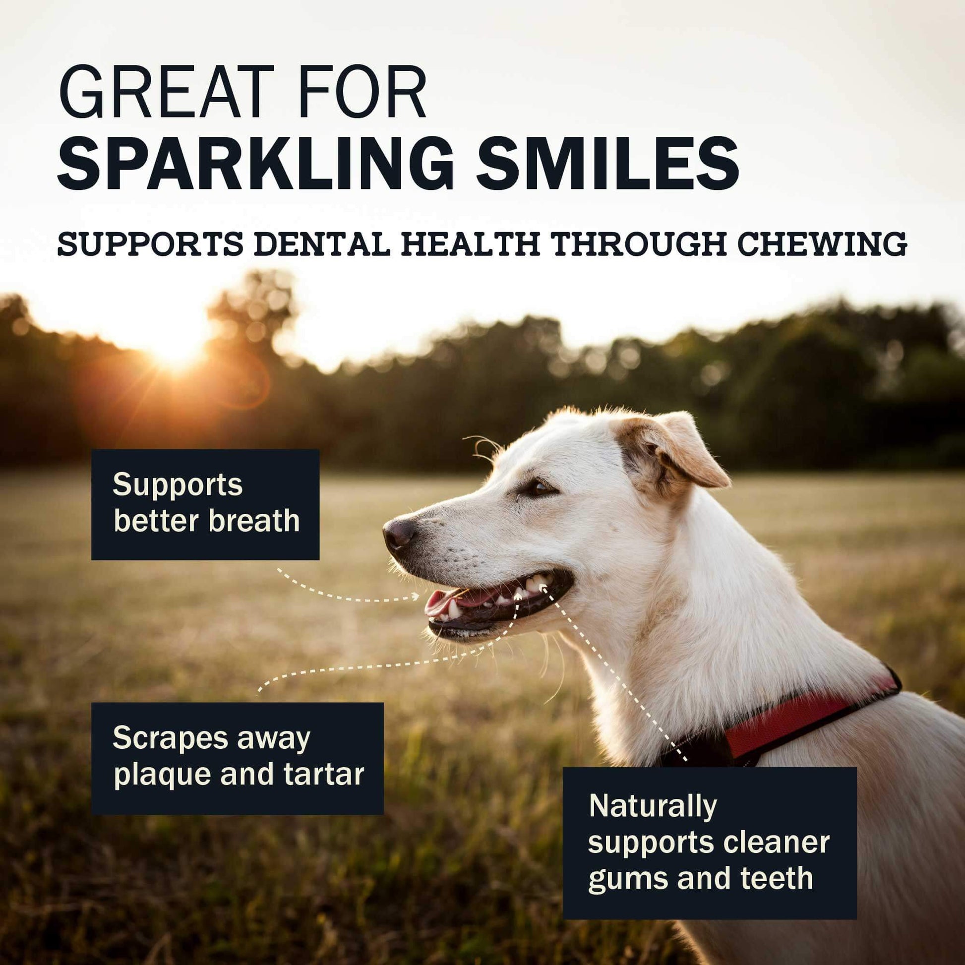 Great For Sparkling Smiles