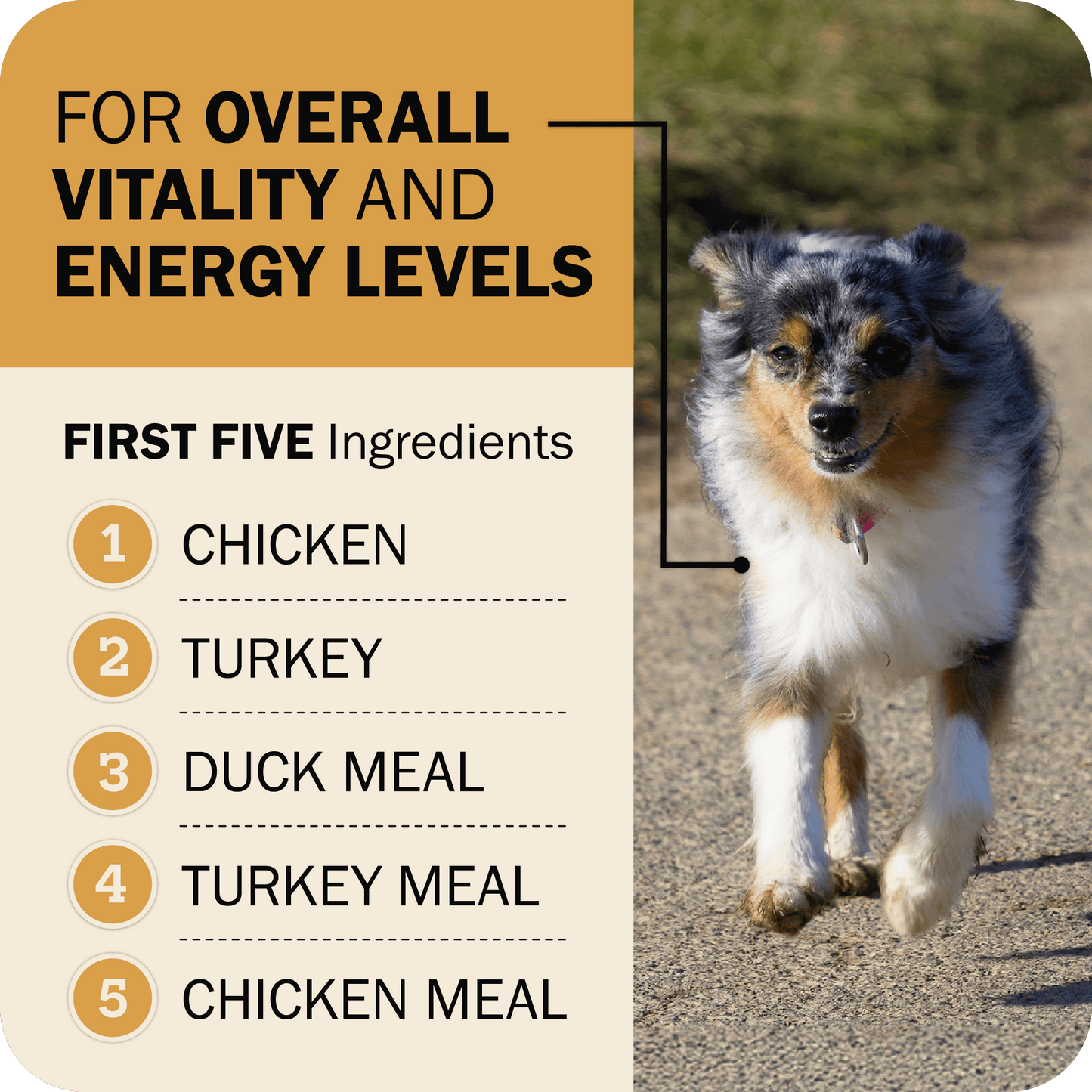 Overall Vitality & Energy Levels