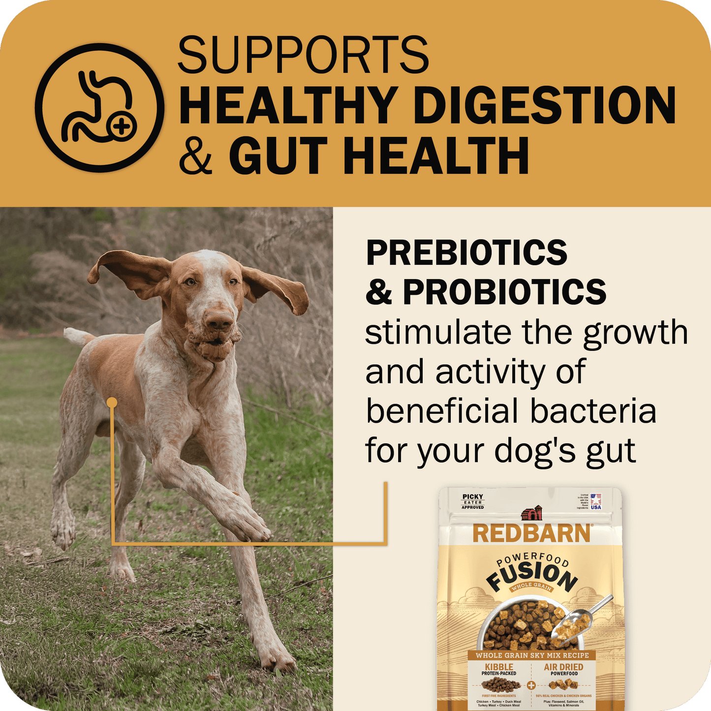Healthy Digestion & Gut Health