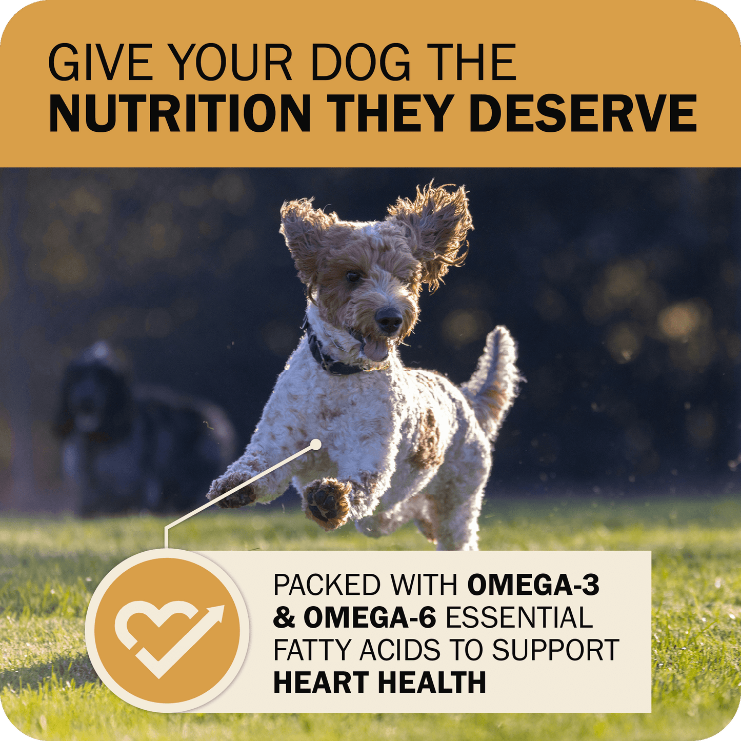 Packed with Omega-3 & Omega-6 Essential Fatty Acids to Support Heart Health