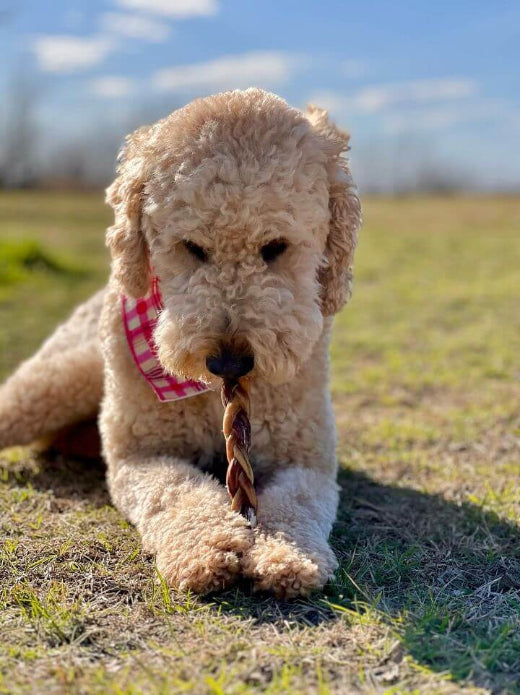 Doodle with a bully stick braid