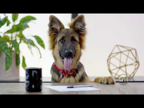 Video commercial featuring Redbarn Natural Filled Bones