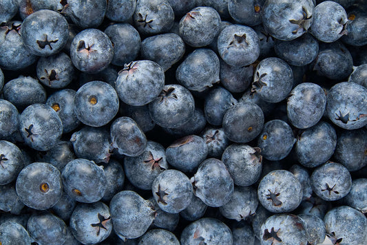 Benefits of Blueberries for Pets