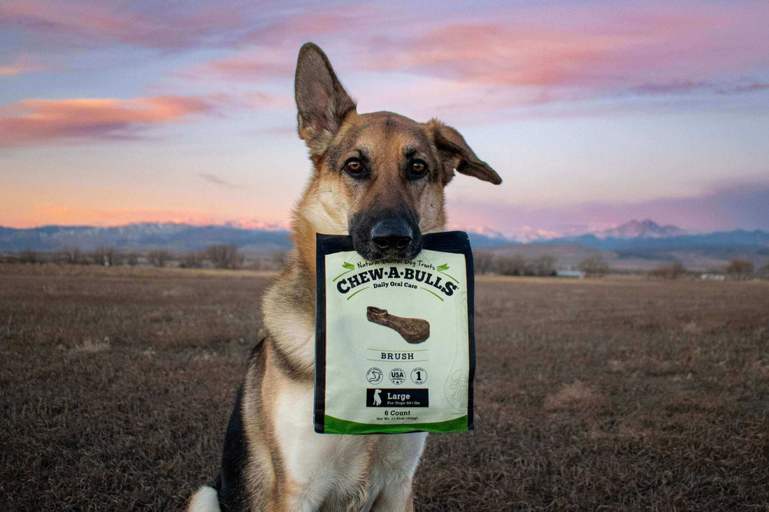 A dog holding the Redbarn Chew-A-Bulls pack in a field 