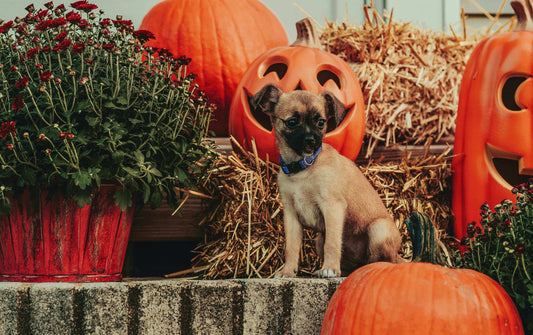 Redbarn Blog - 7 Tips To Have A Dog-Safe Halloween
