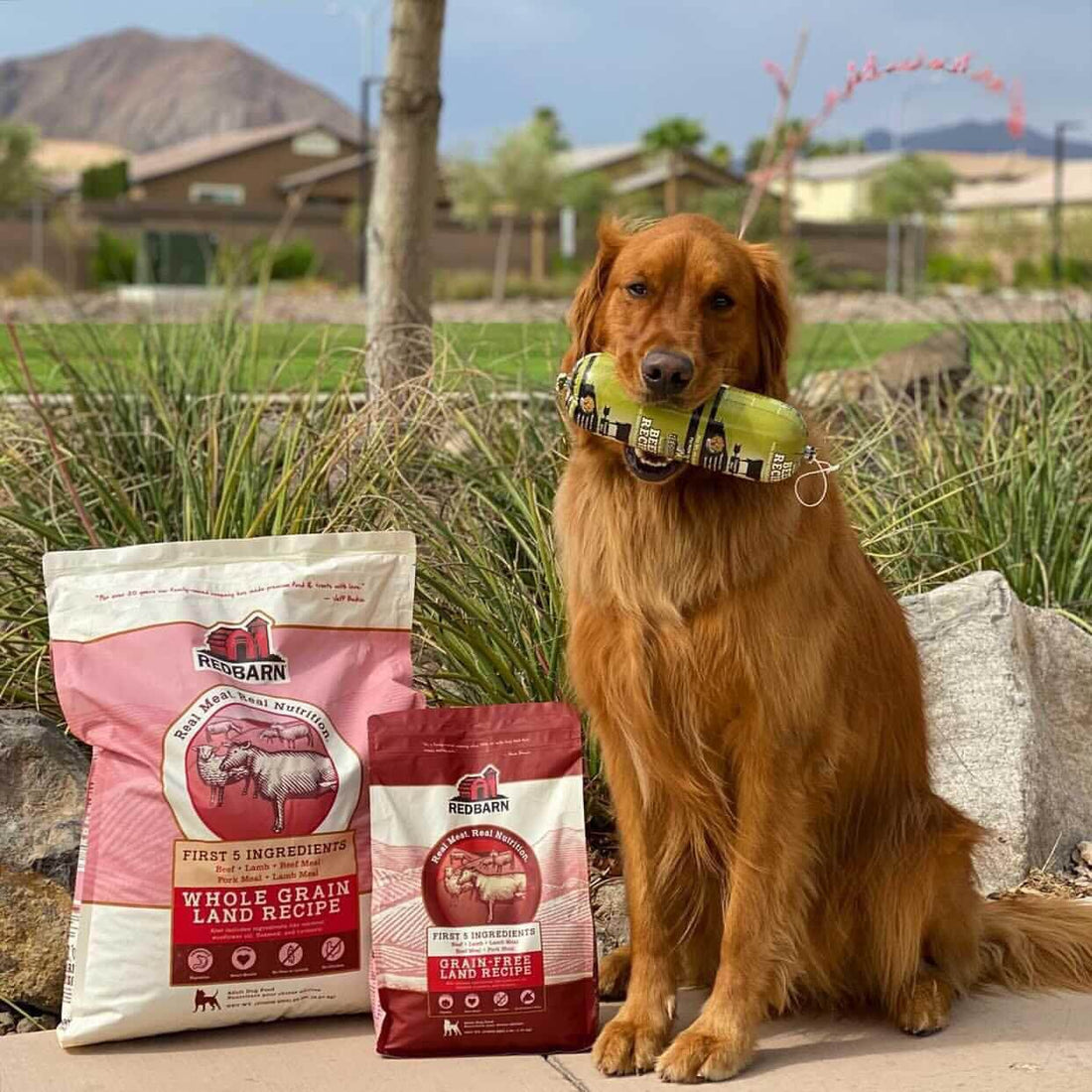 Can Dogs Eat Brown Rice? A Simple Guide for Pet Parents