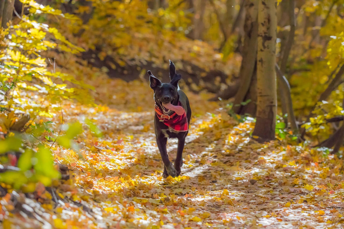13 Fall Activities to Do With Your Dog