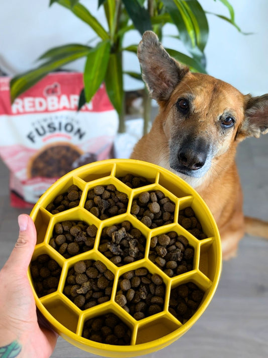 Is Turmeric Good for Dogs? Benefits, Risks, and the Best Way to Add It to Your Dog’s Diet