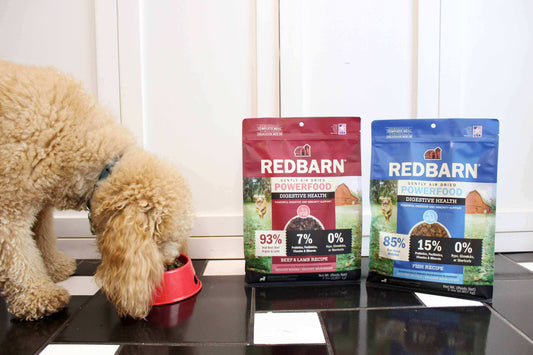 Choosing the Right Dog Food for Sensitive Stomach