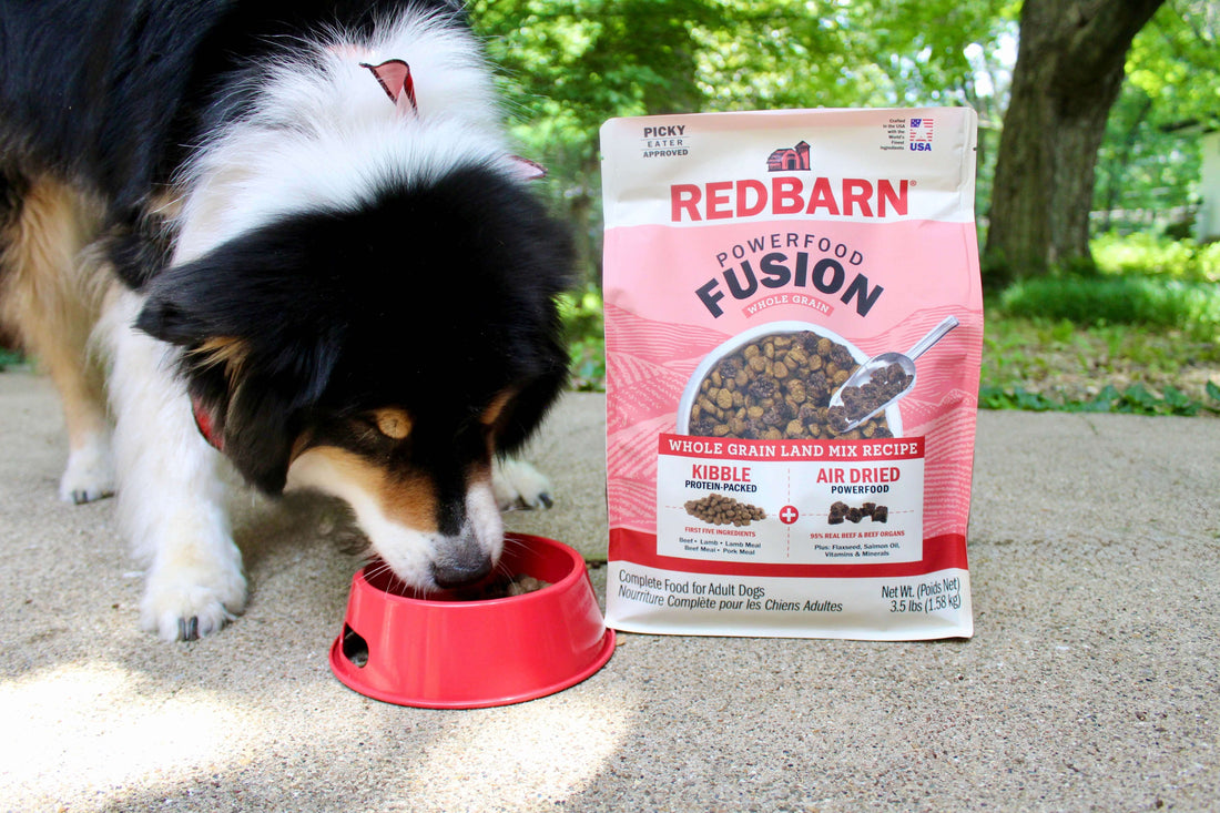 What’s the Best Dog Food for Picky Eaters? Tips to Make Mealtime Easier