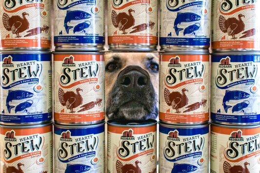 Can Dogs Eat Squash? Safety & Benefits Explained