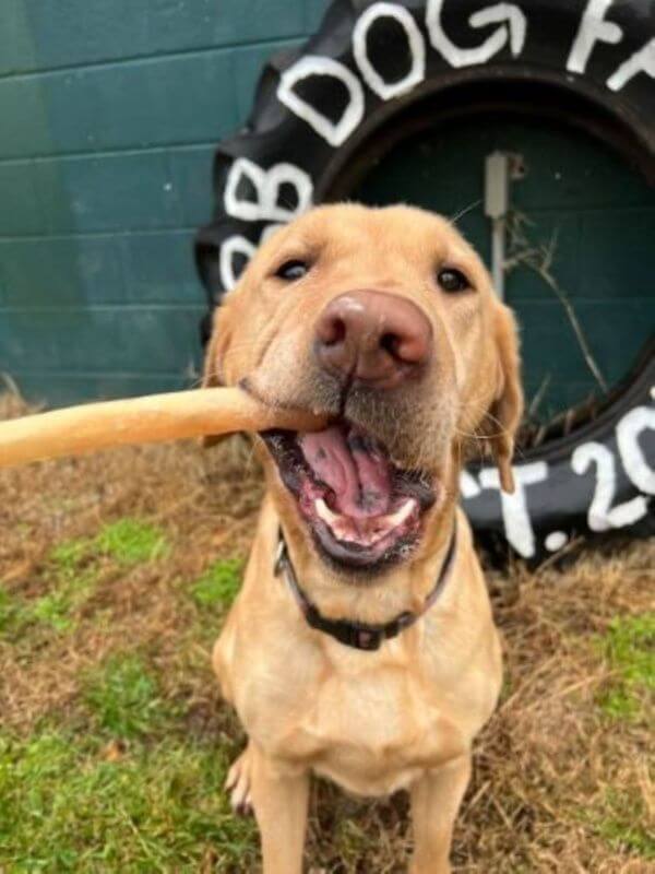 Can Dogs Eat Rib Bones? What Every Pet Parent Needs to Know About the Risks