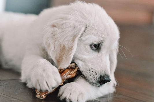 White dog with a braided bully stick