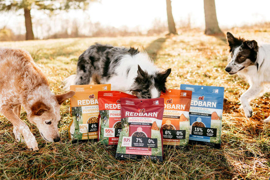 three dogs sniffing bags of air dried specialty dog food outside