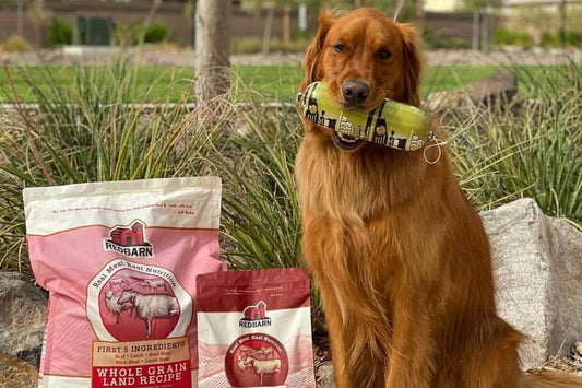 Is Your Dog Allergic to Grains? How to Spot and Solve the Problem