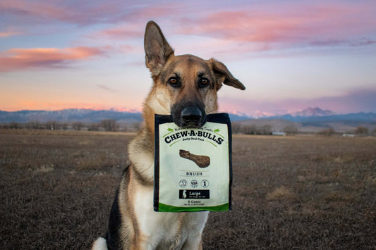 What Are the Best Dental Chews and Treats for Dogs?