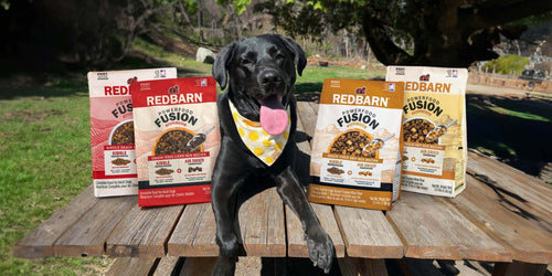 Introducing Powerfood Fusion: All the Goodness with Half the Work