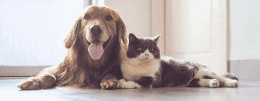 Treat Feeding Guide for Dogs and Cats