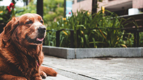 Redbarn Blog - How to Care for Your Senior Dog