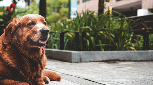 Redbarn Blog - How to Care for Your Senior Dog