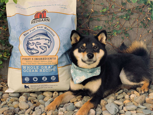 Can Dogs Eat Salmon? A Guide for Pet Parents