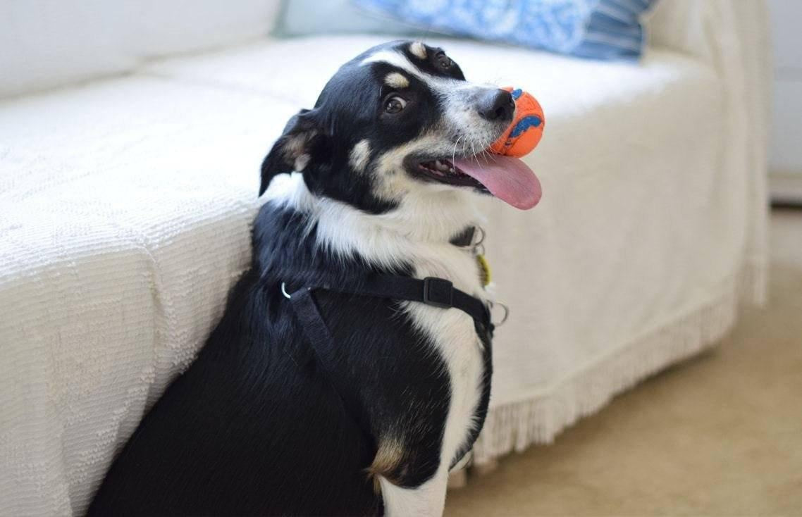 These Pet Tech Products Will Keep Your Dog Happy and Busy While