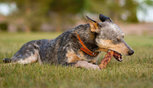 Dog Chewing Braided Bully Stick